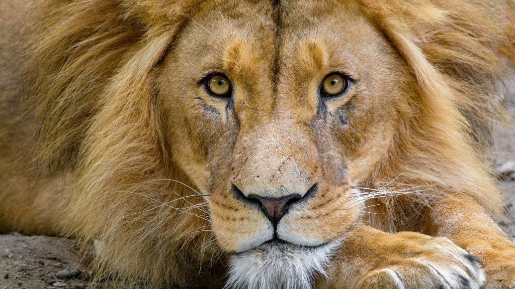 This Hotel Will Let You Sleep Next to the Lions - Trill Mag