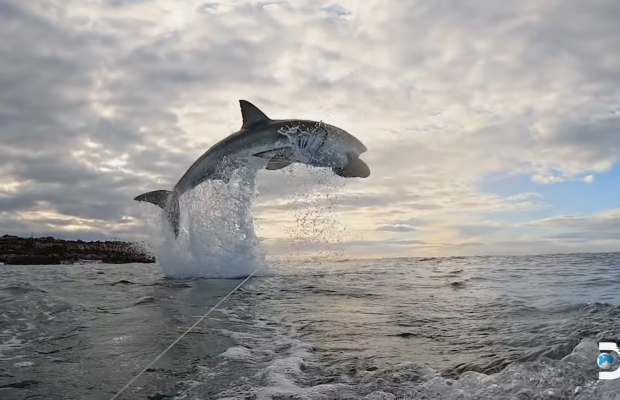 Highest Great White Breach Ever Recorded, Clearing 15ft! - Trill! Magazine