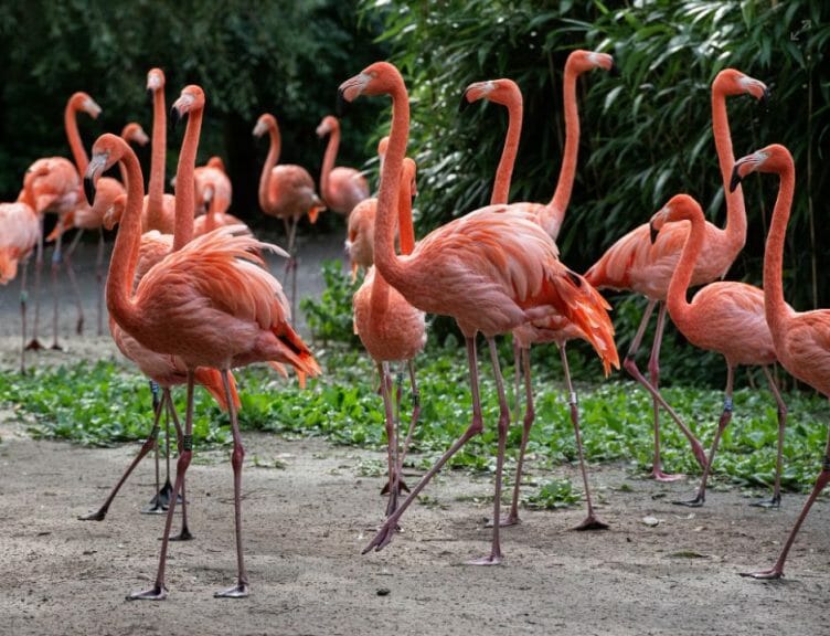 Florida Flamingos Spotted in Unusual Places After Hurricane Idalia- But ...