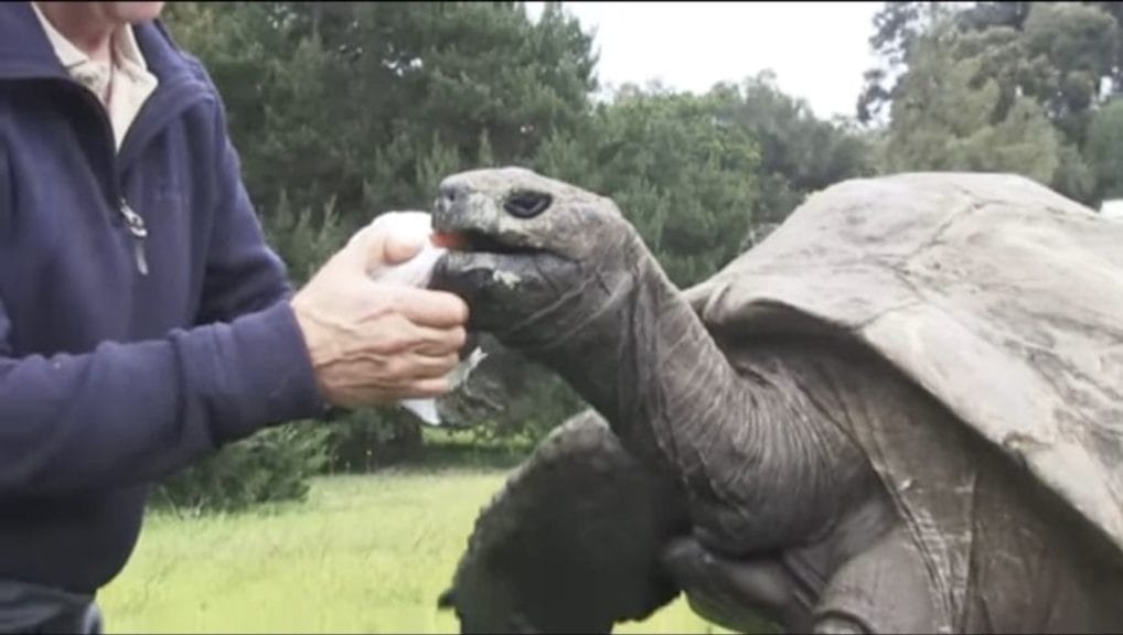 Jonathan, World's Oldest Living Land Animal, Turns 191 Years Old ...