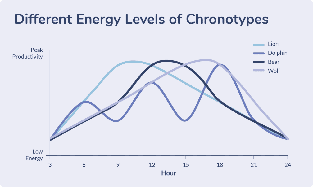 Chart showing the different energy levels of each chronotype throughout a 24-hour cycle. 